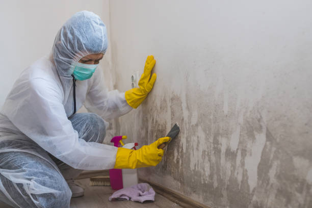 Best Residential Mold Inspection & Testing  in Greenville, MI