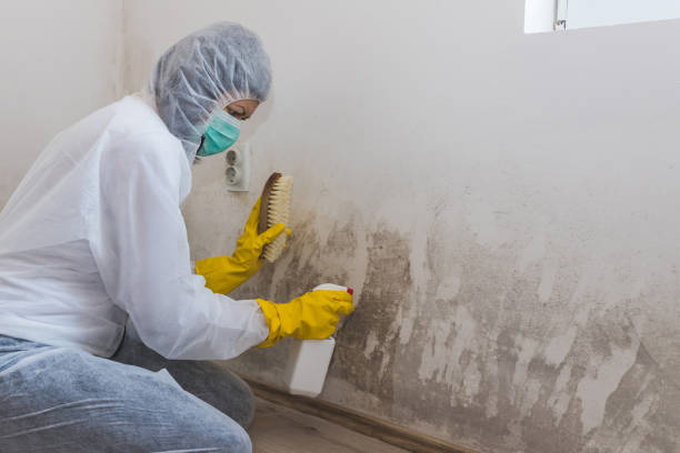 Asbestos and Lead Testing During Mold Inspection in Greenville, MI