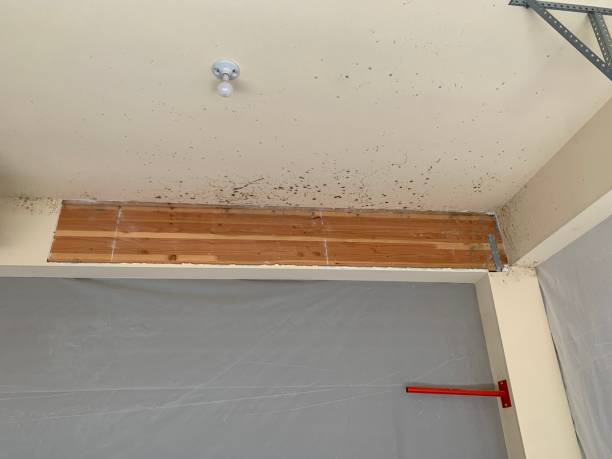 Mold Removal for HVAC Installations in Greenville, MI