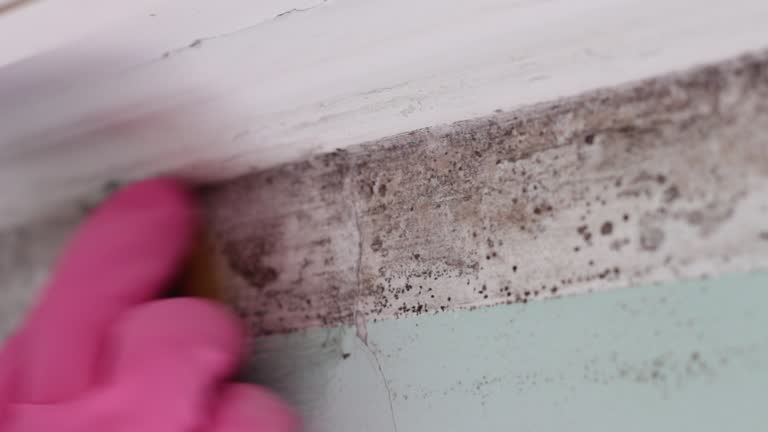 Best Mold Damage Restoration  in Greenville, MI